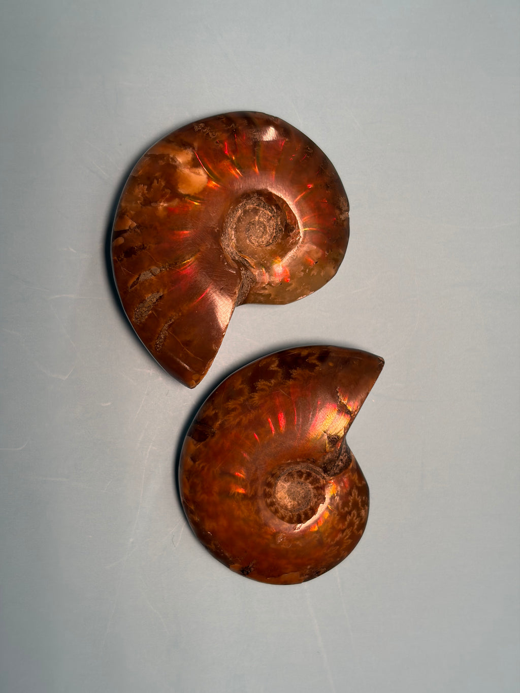 Ammonites | intuitively chosen