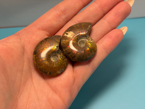 Ammonites | intuitively chosen