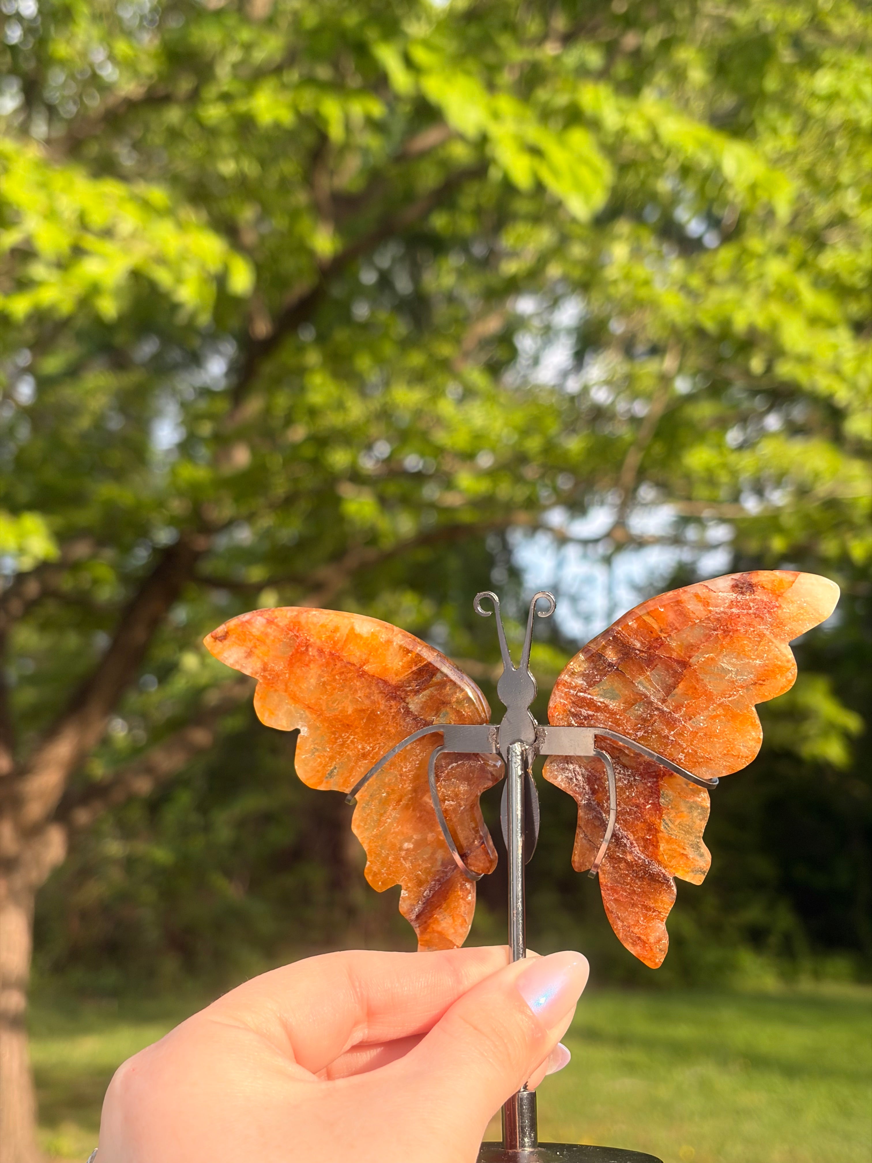 Golden Healer Butterfly w/ Display Stand