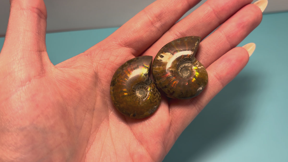 Ammonites | intuitively chosen